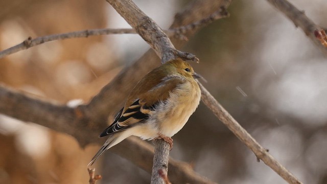 čížek žlutý - ML652547457