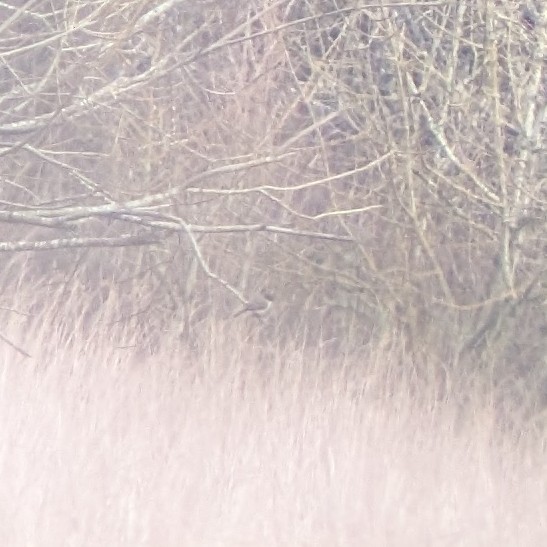 Eastern Phoebe - ML652547548