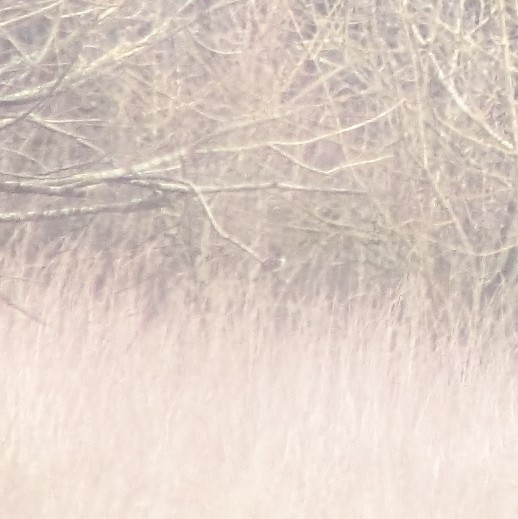 Eastern Phoebe - ML652547552