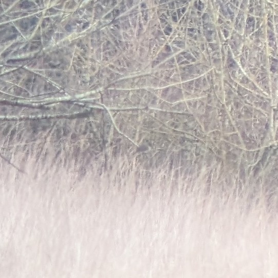 Eastern Phoebe - ML652547561