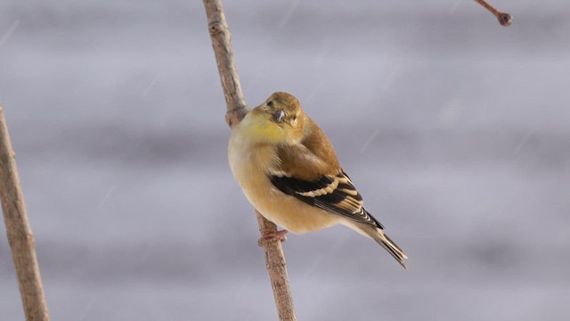 čížek žlutý - ML652547685