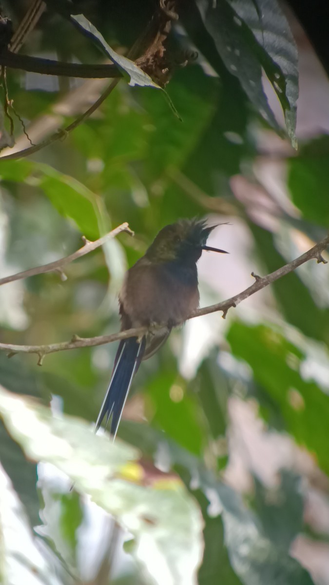 Coquette de Popelaire - ML652547836