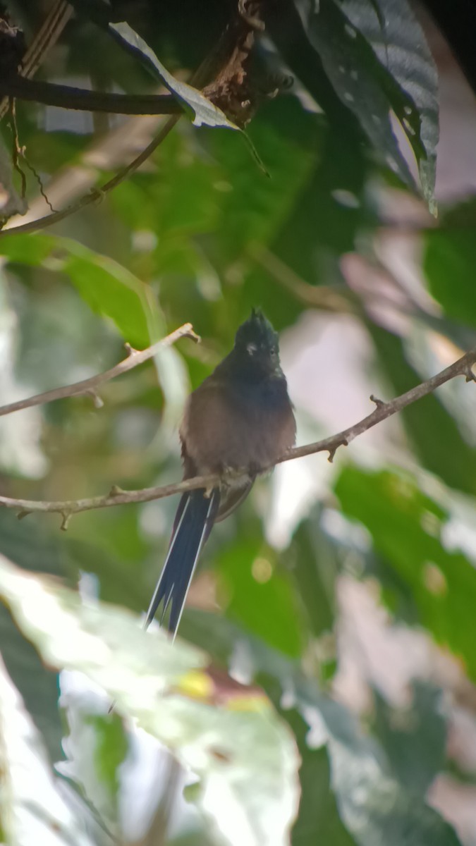 Coquette de Popelaire - ML652547838