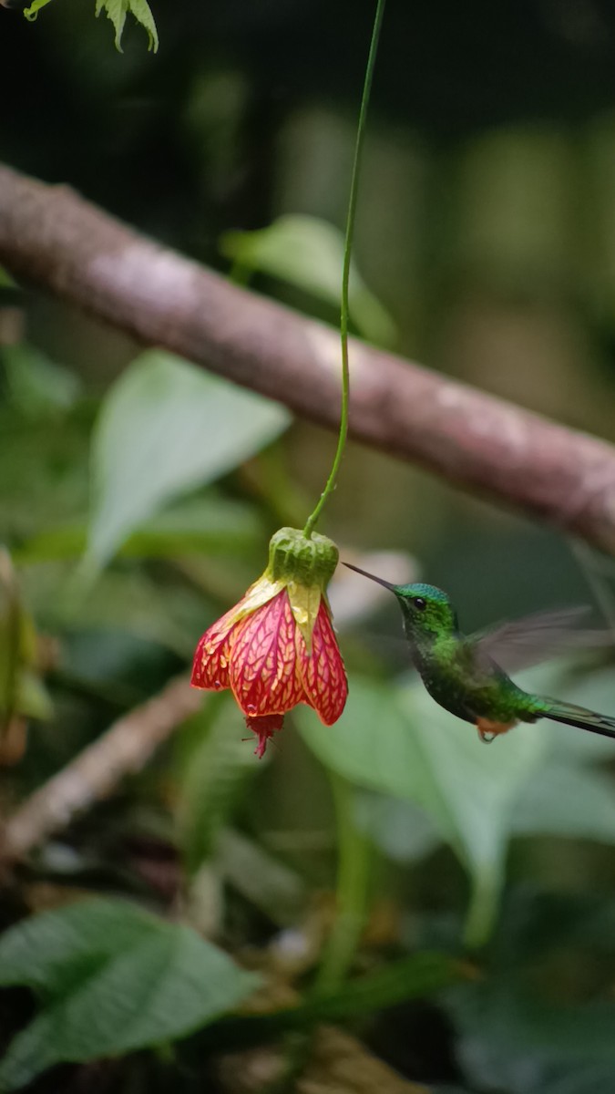 Haut-de-chausses du Pérou - ML652547861