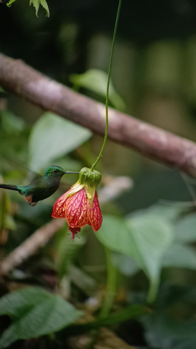 Haut-de-chausses du Pérou - ML652547862