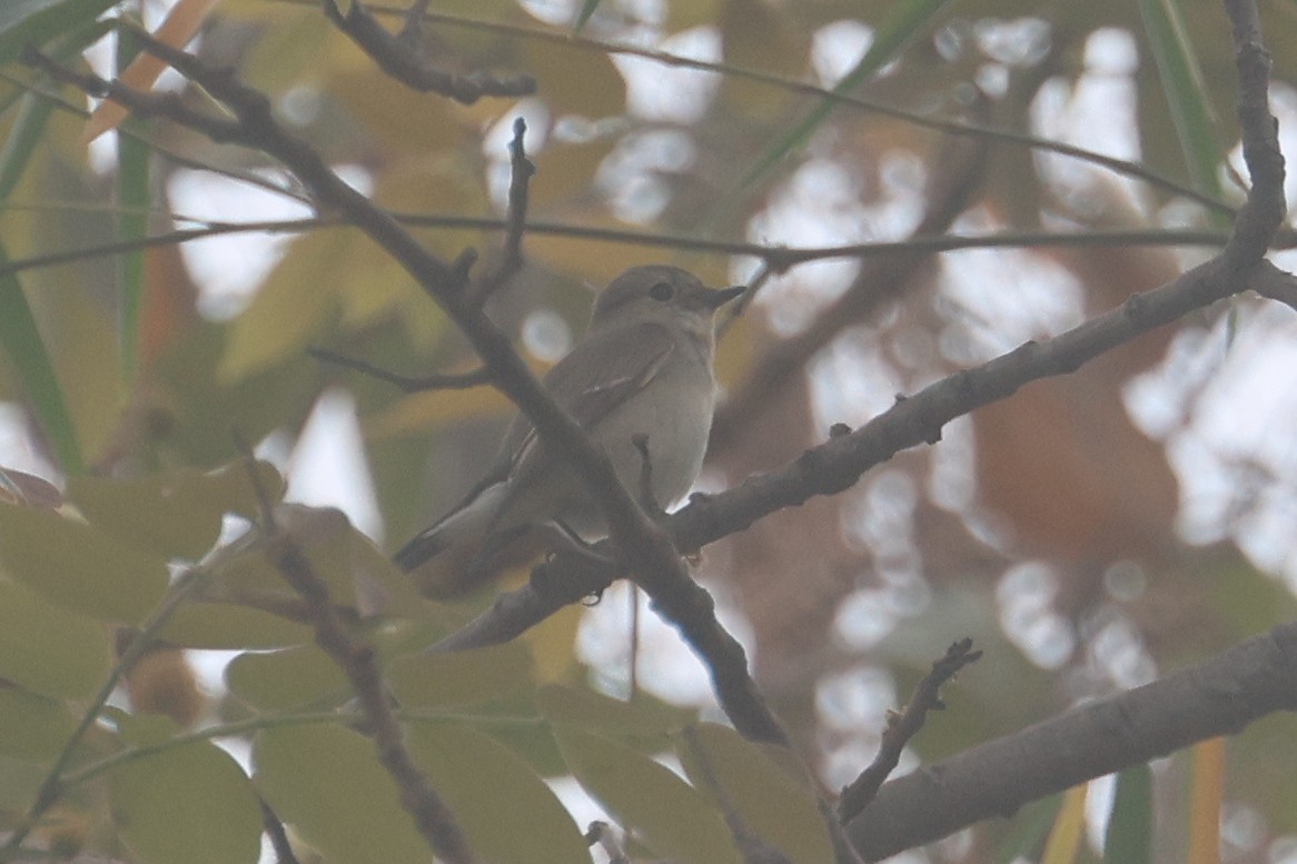 Taiga Flycatcher - ML652547963