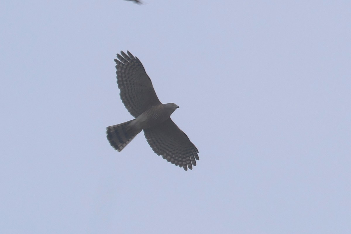 Shikra - ML652547993