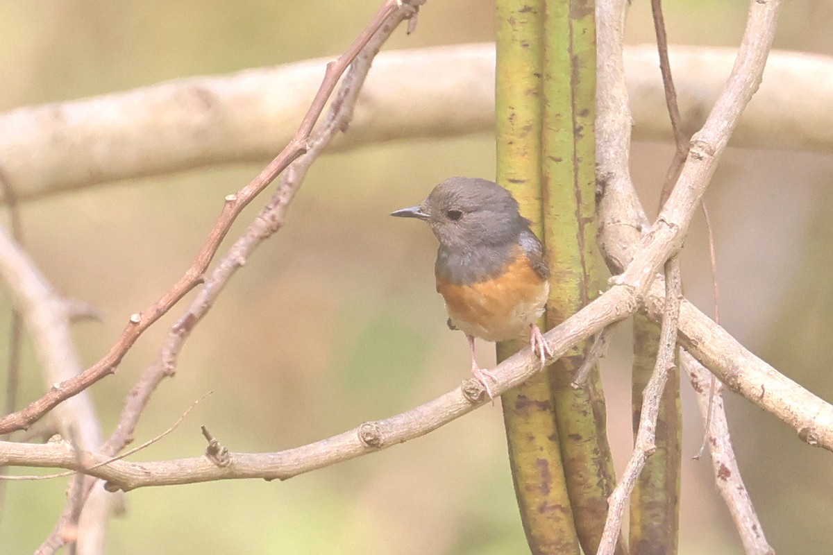 White-rumped Shama - ML652548077