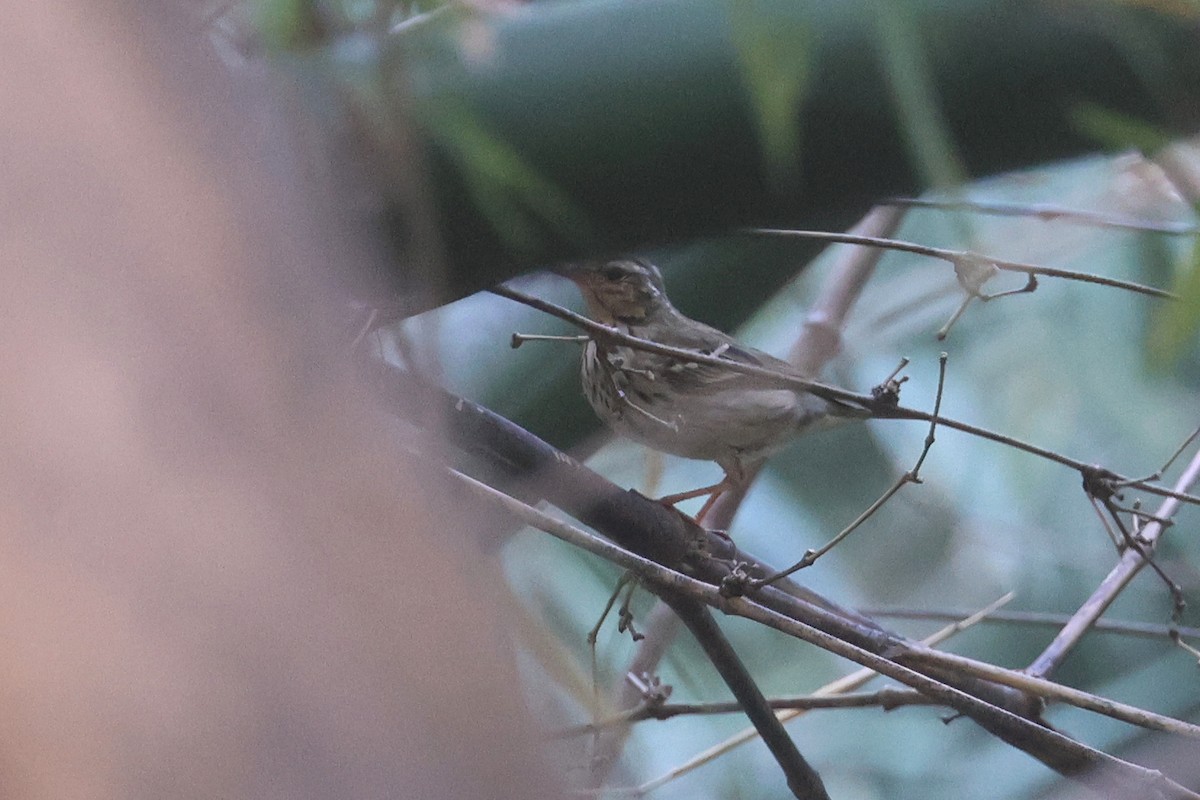 Olive-backed Pipit - ML652548105