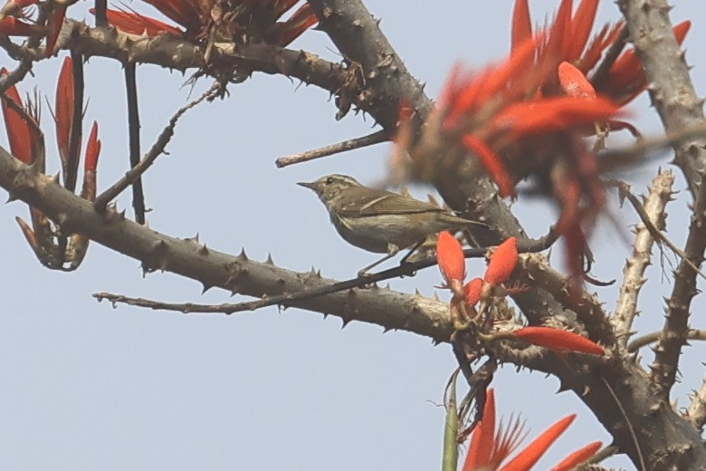 Yellow-browed Warbler - ML652548156