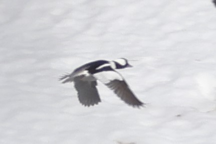 Bufflehead - ML652548249