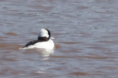 Bufflehead - ML652548255