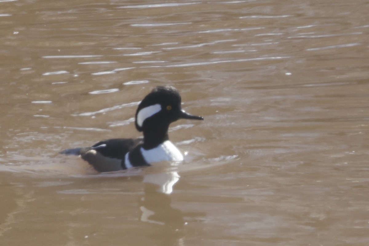 Hooded Merganser - ML652548330