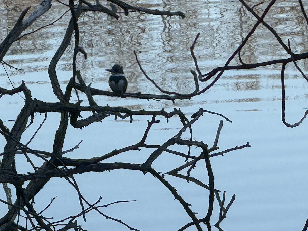 Belted Kingfisher - ML652548781