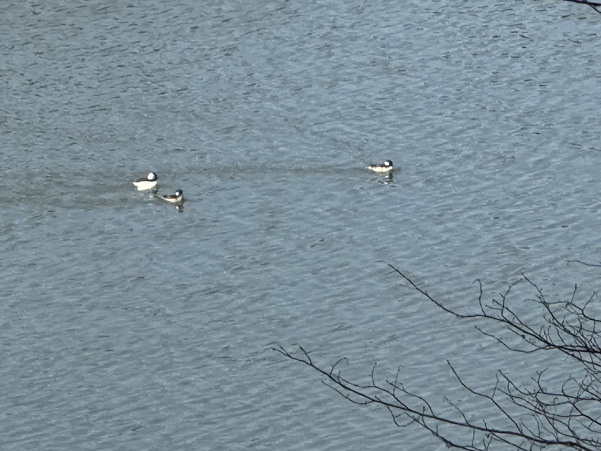 Bufflehead - ML652548819