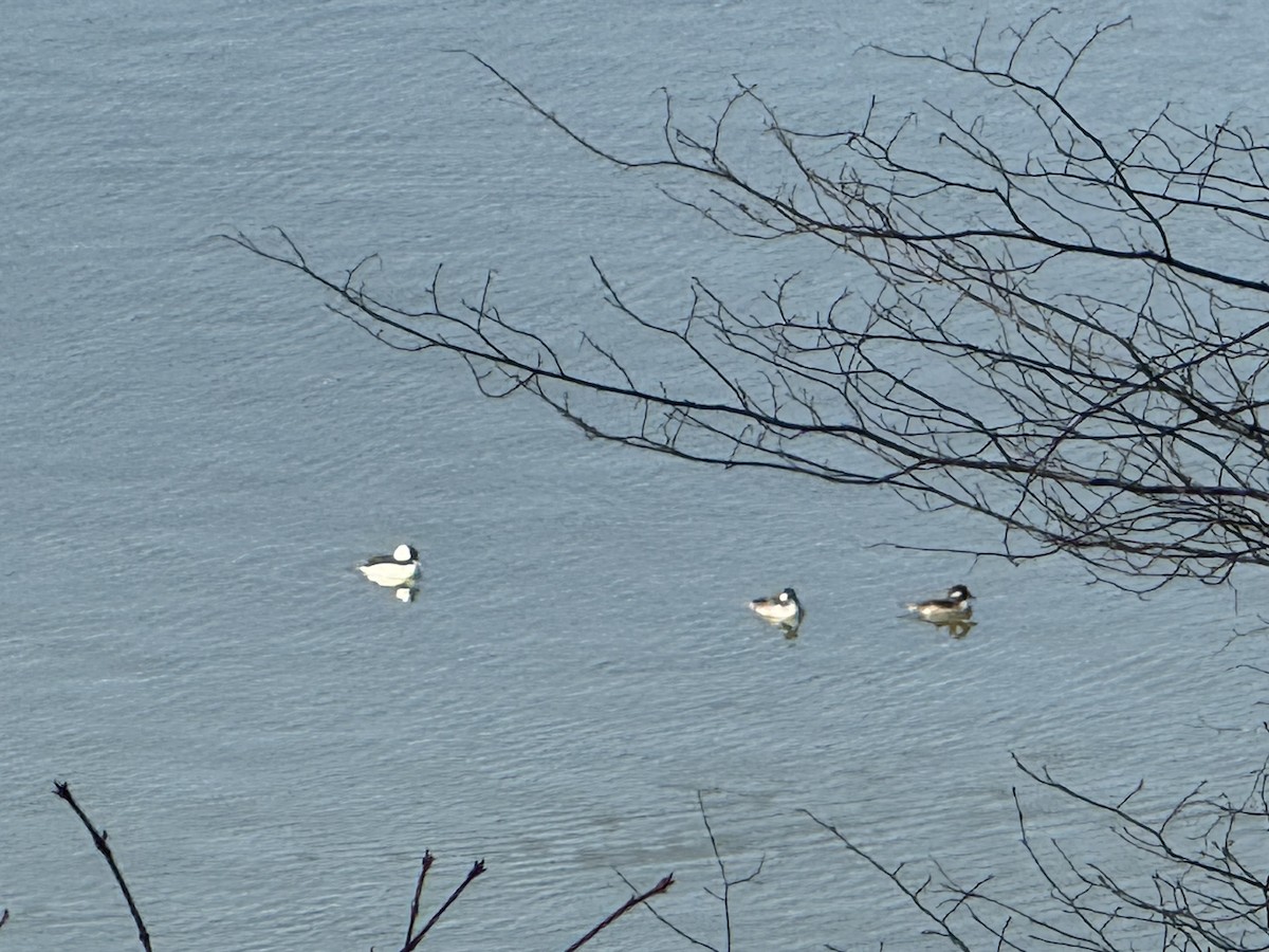 Bufflehead - ML652548820