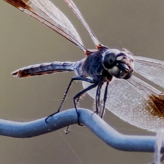 Four-spotted Pennant - ML652548849