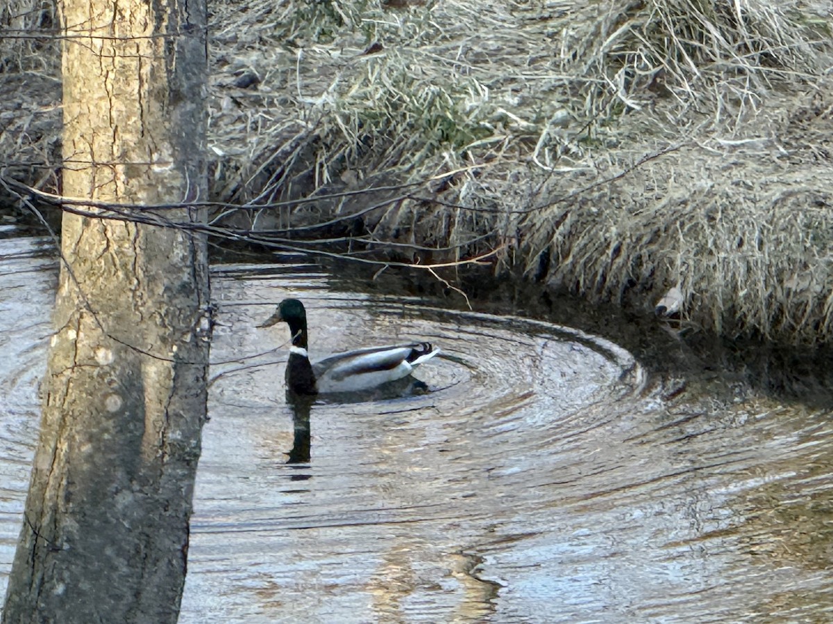 Mallard - ML652548869