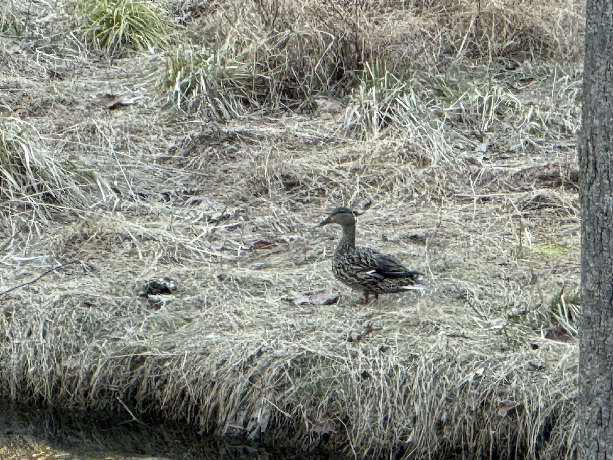 Mallard - ML652548870