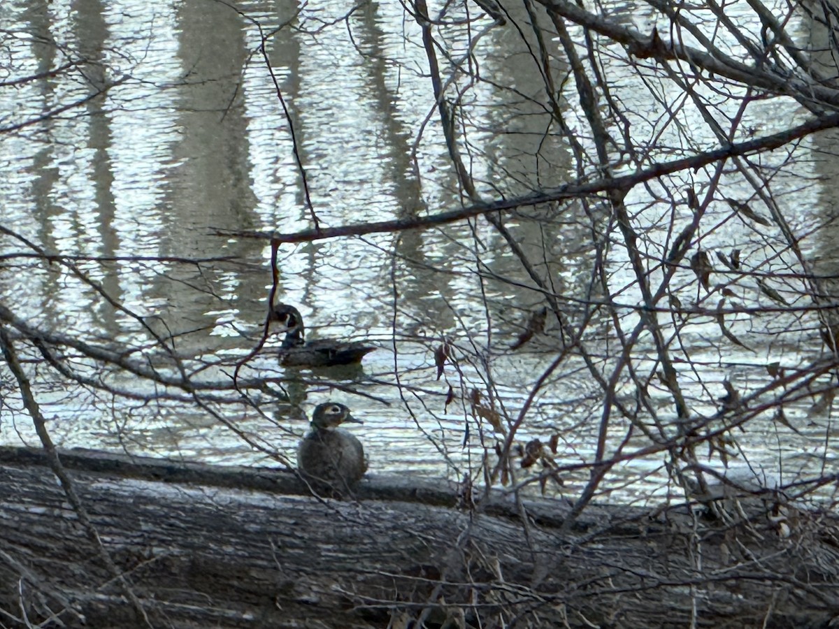 Wood Duck - ML652548879