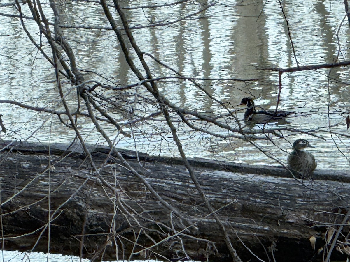 Wood Duck - ML652548880