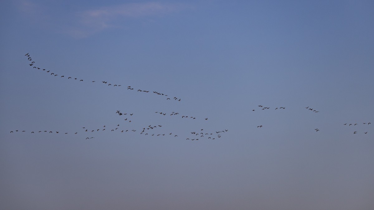 Canada Goose - ML652548907