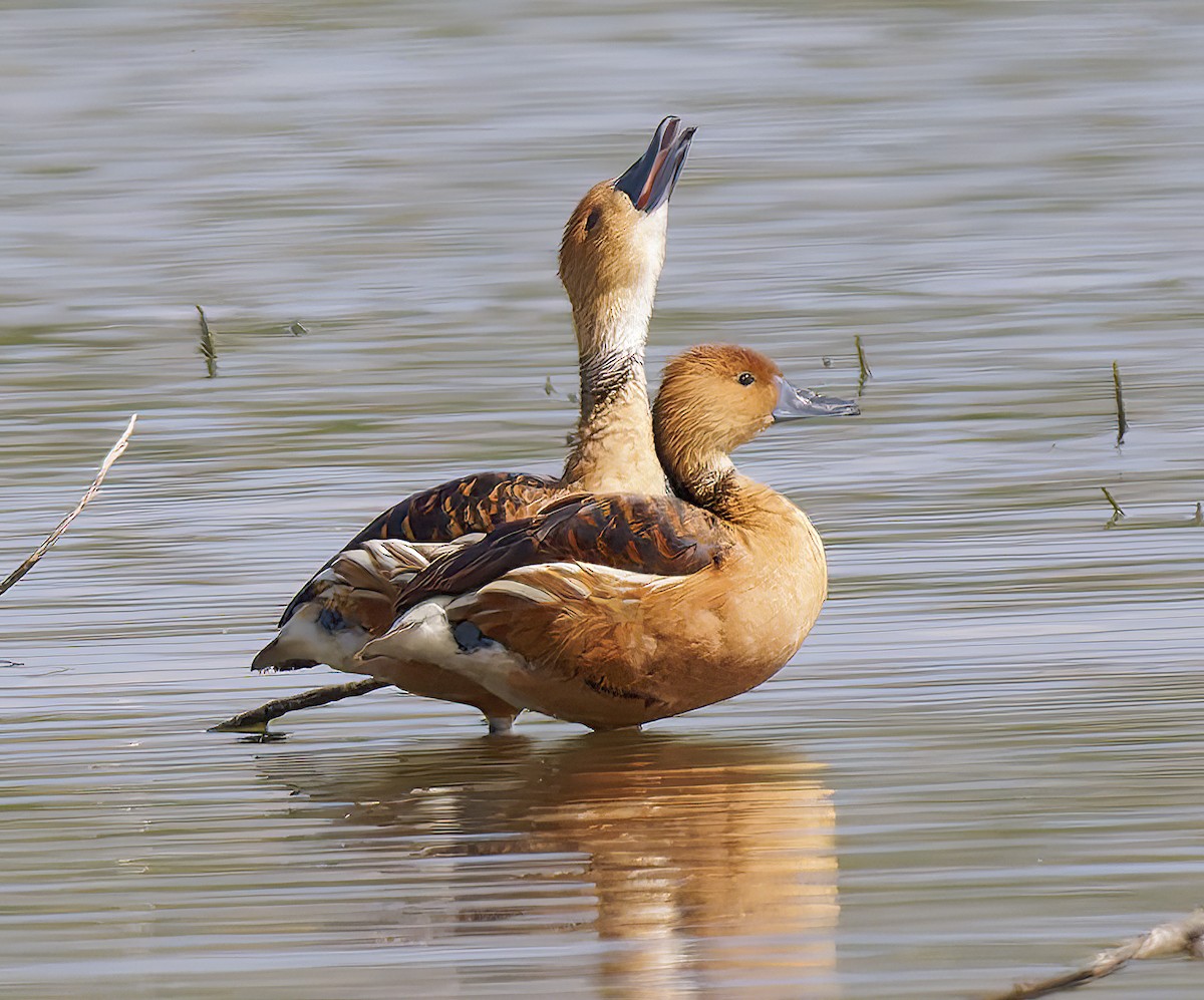 Kahverengi Islıkçı Ördek - ML652548936