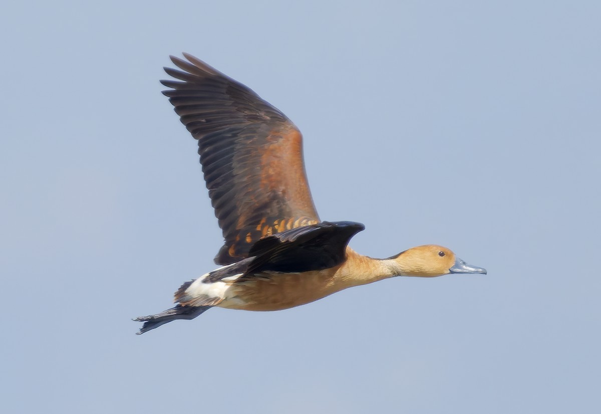 Kahverengi Islıkçı Ördek - ML652548958