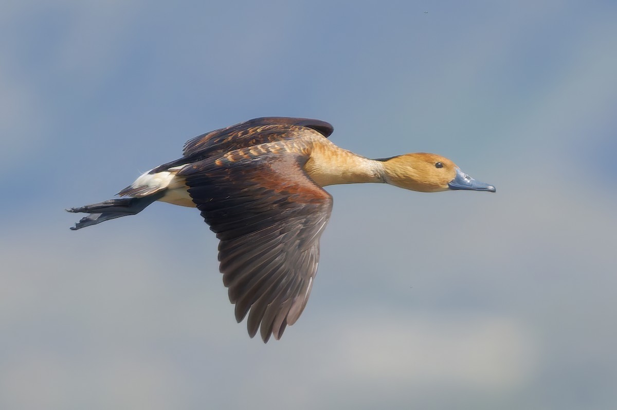 Kahverengi Islıkçı Ördek - ML652548970