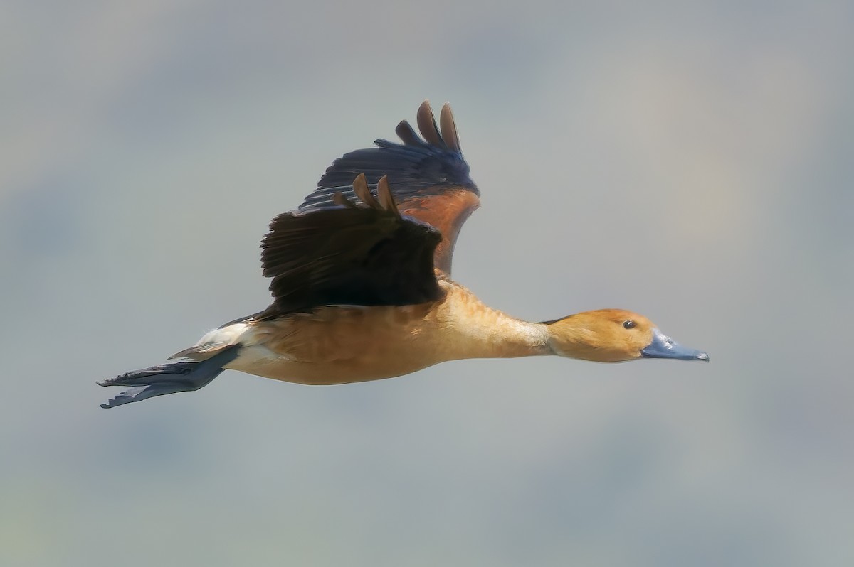 Kahverengi Islıkçı Ördek - ML652549004