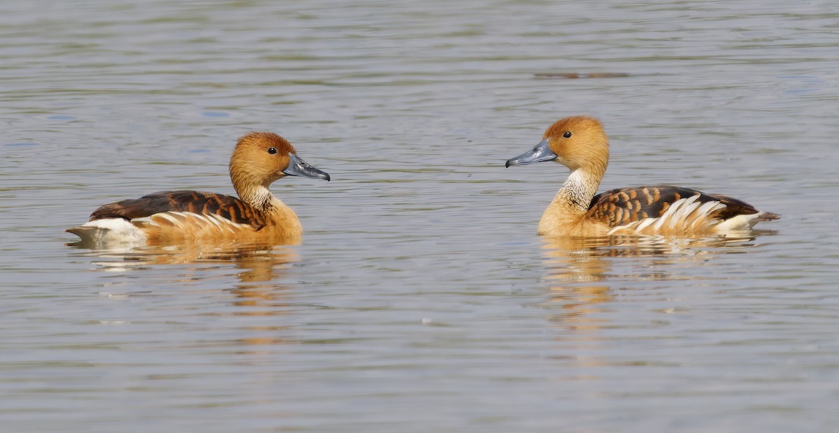 Kahverengi Islıkçı Ördek - ML652549021