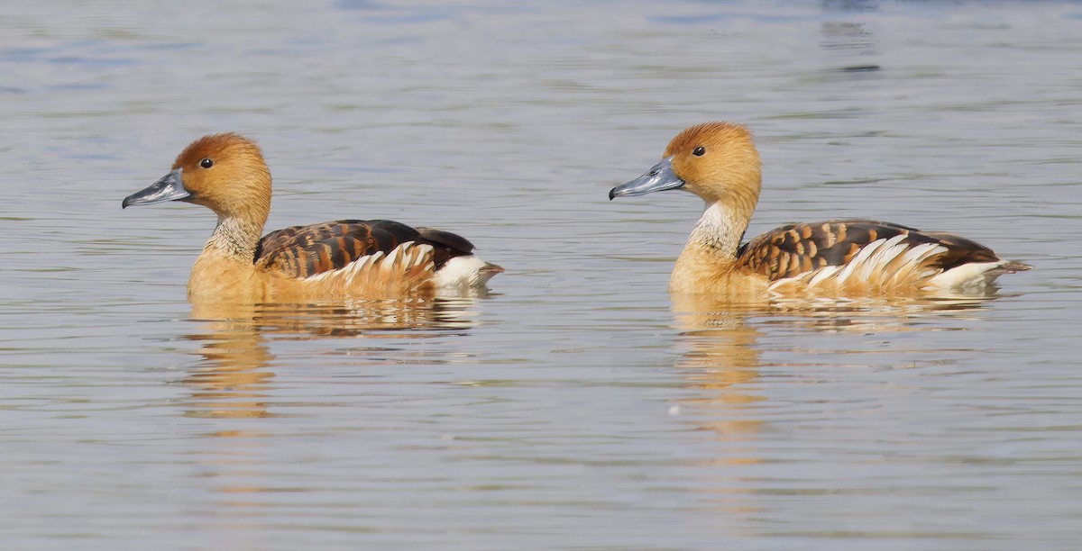 Kahverengi Islıkçı Ördek - ML652549022