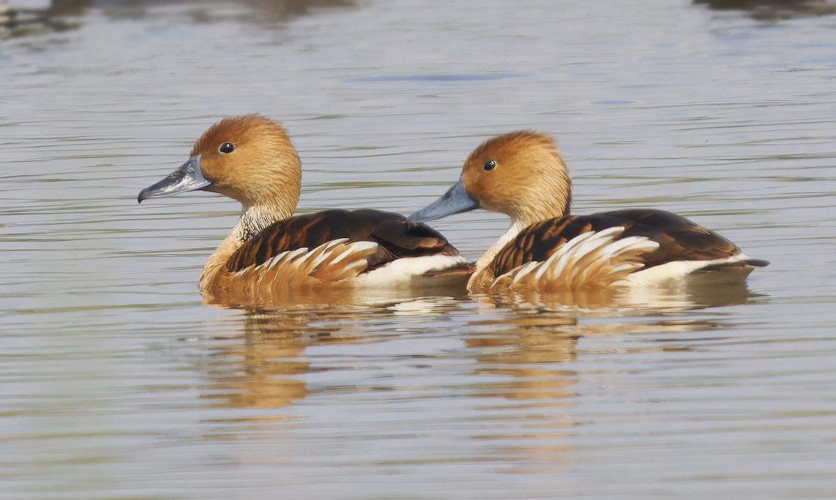 Kahverengi Islıkçı Ördek - ML652549033