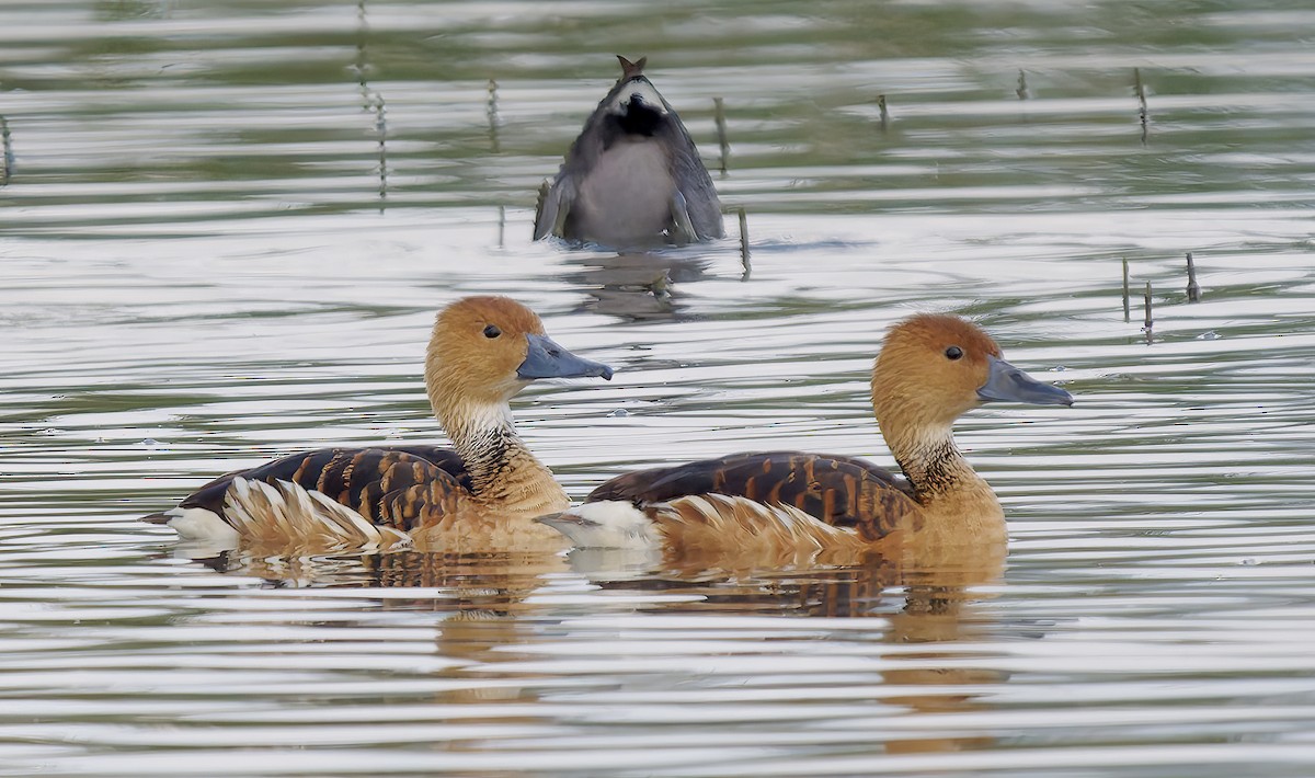 Kahverengi Islıkçı Ördek - ML652549047