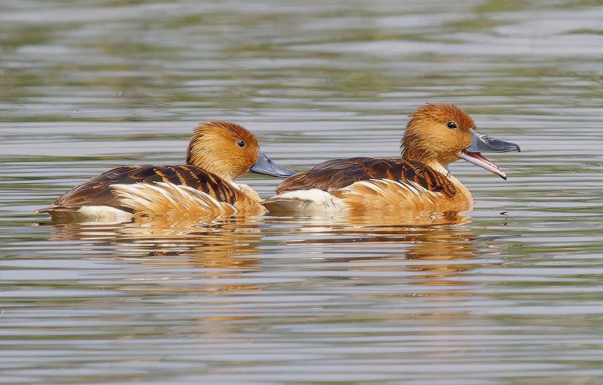 Kahverengi Islıkçı Ördek - ML652549058