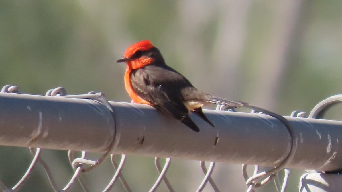 Vermilion Flycatcher - ML652549079