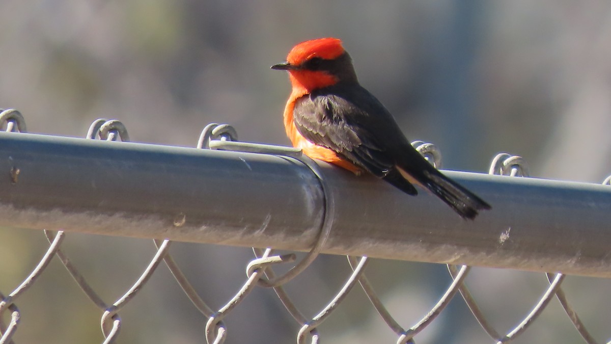 Vermilion Flycatcher - ML652549080