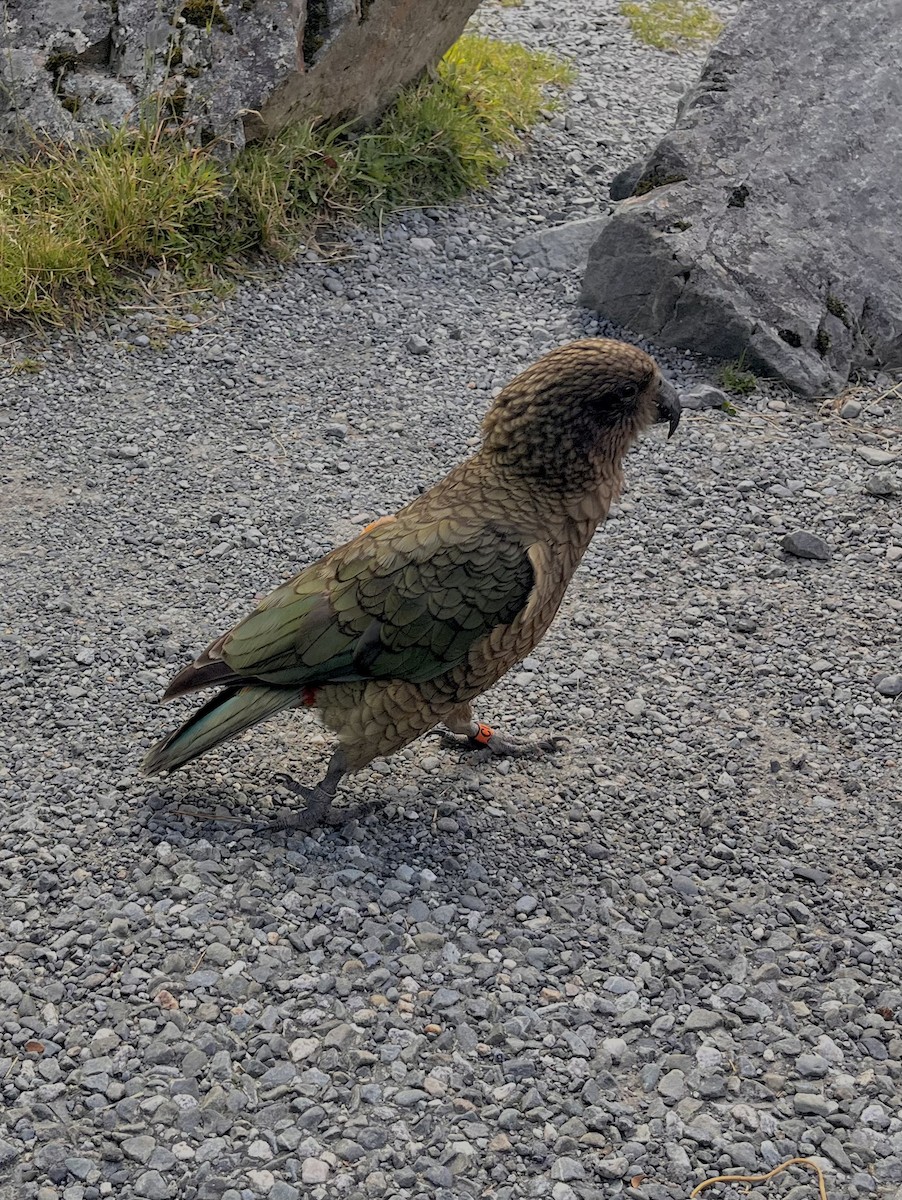 Kea - ML652549107