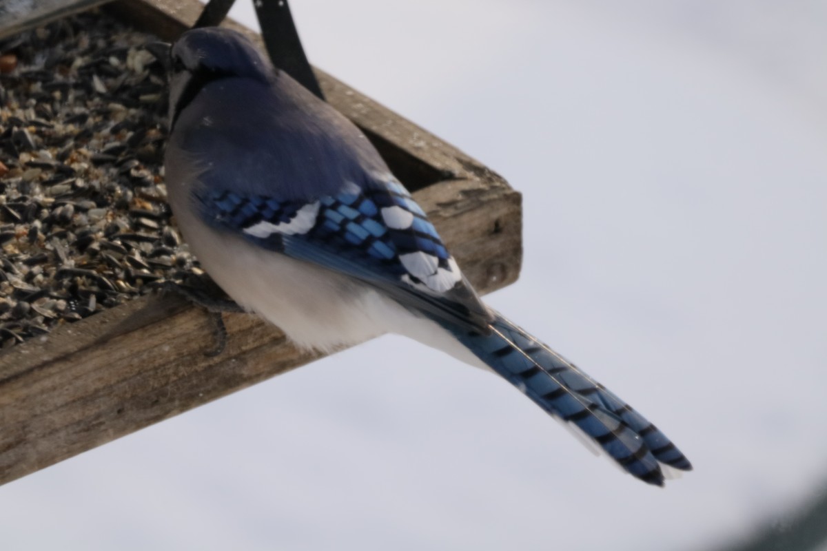 Blue Jay - ML652549116