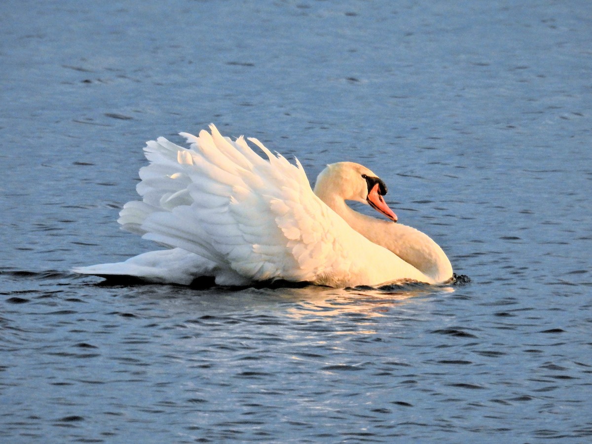 Хуруут хун - ML652549117