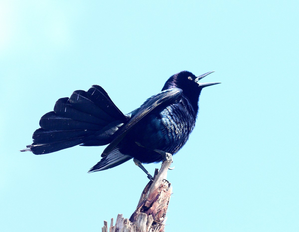 キタオナガクロムクドリモドキ - ML652549256