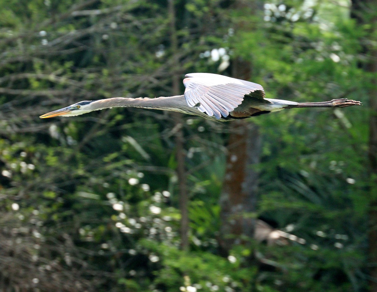 オオアオサギ - ML652549317