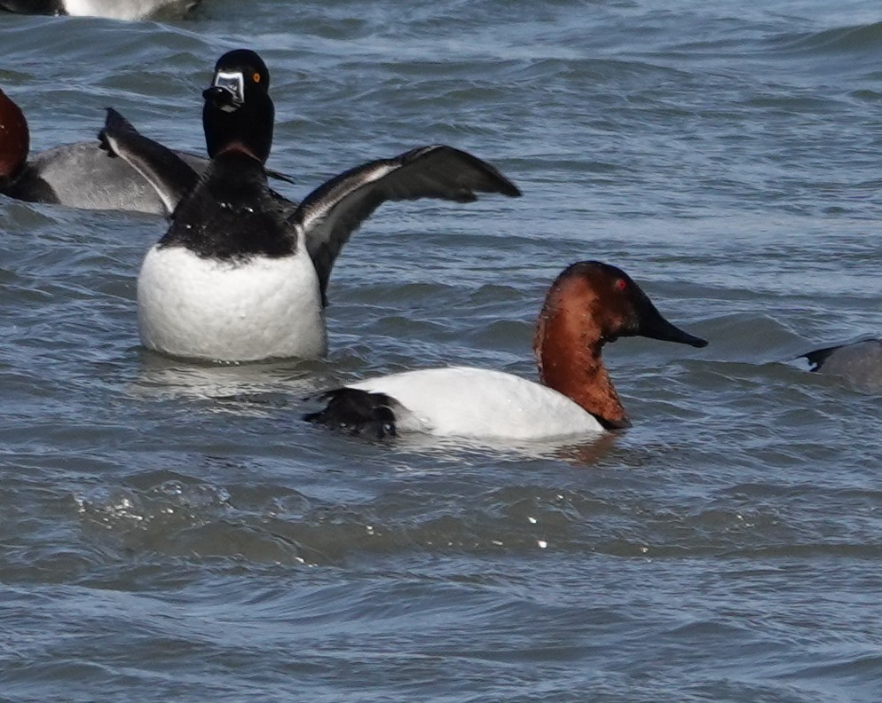 Murgilari bizkarzuria - ML652549367