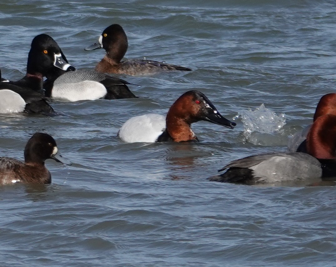 Murgilari bizkarzuria - ML652549368