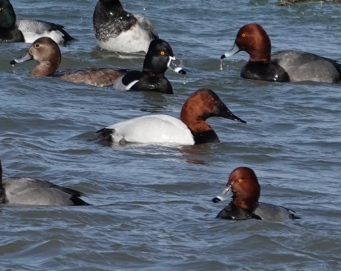 Murgilari bizkarzuria - ML652549369