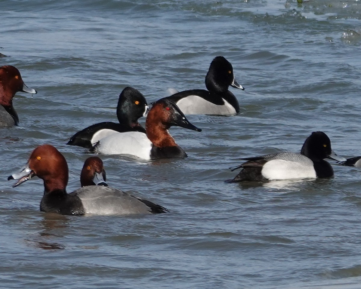 Murgilari bizkarzuria - ML652549370