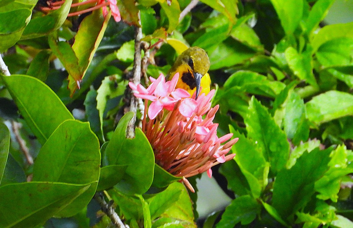 Sahul Sunbird - ML652549379