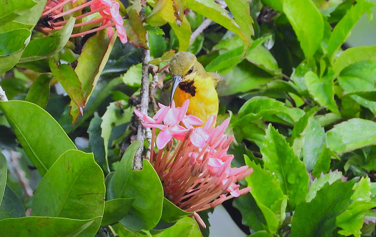 Sahul Sunbird - ML652549382