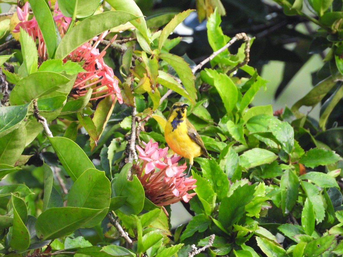 Sahul Sunbird - ML652549385