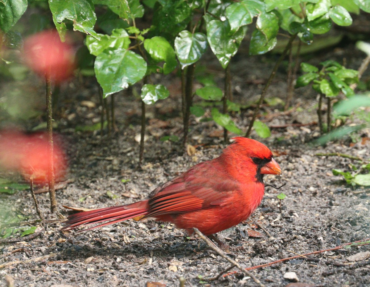 ショウジョウコウカンチョウ - ML652549406